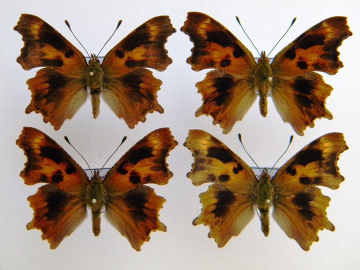 Polygonia c-album (collection, aberration) (Internet Image property of respective owner, non-commercial use only)